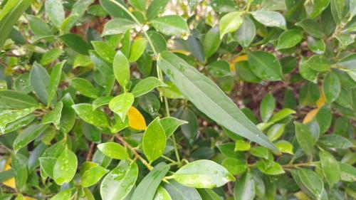 ขนมตดหมา 